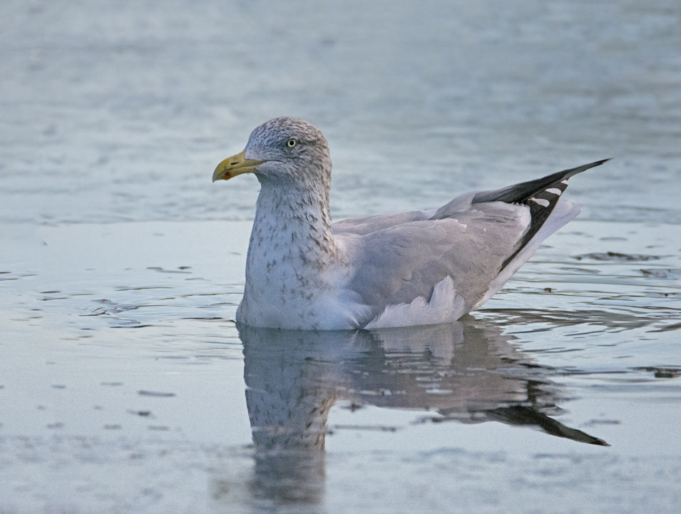 DSC_4377.jpg