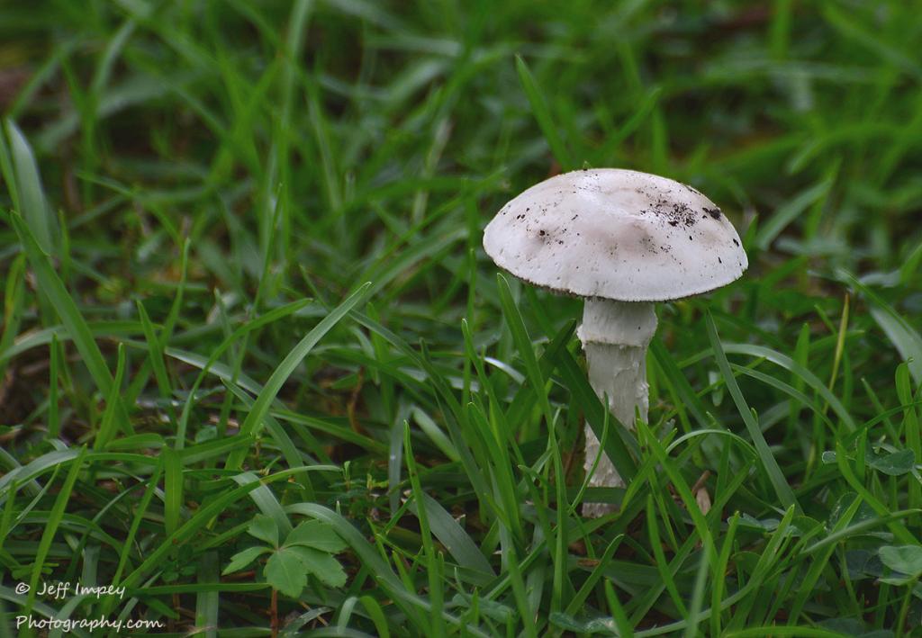 DSC_4377.jpg