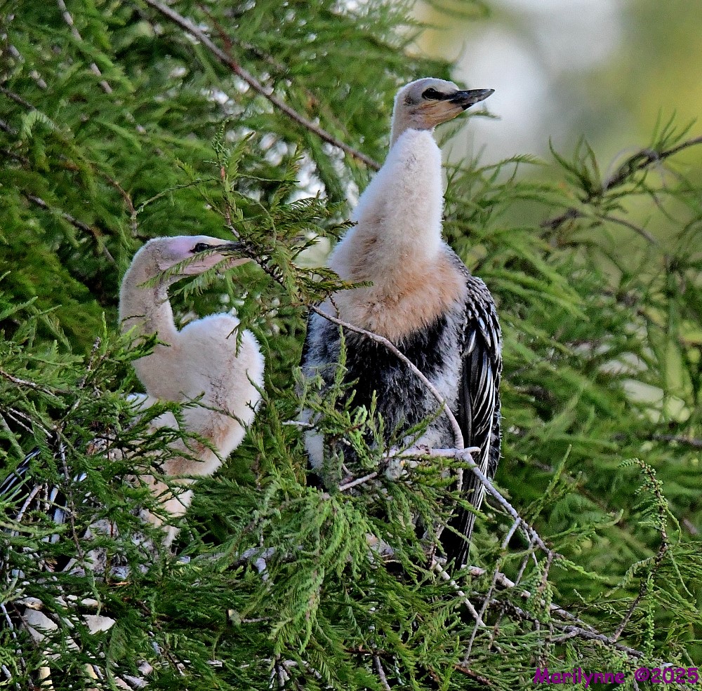 DSC_4380_001.JPG