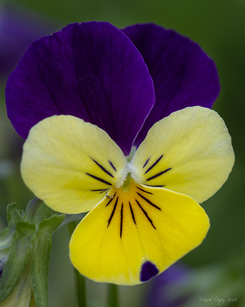 DSC_4382.jpg