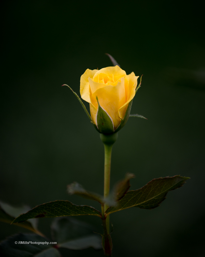 DSC_4382_7126.jpg