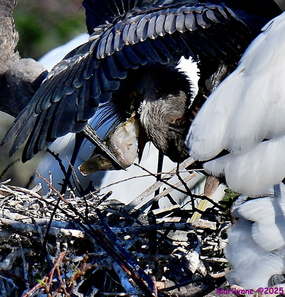 DSC_4387_001.JPG