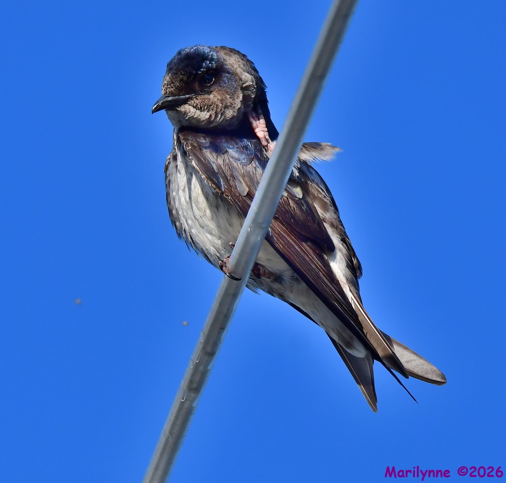 DSC_4387_001.JPG