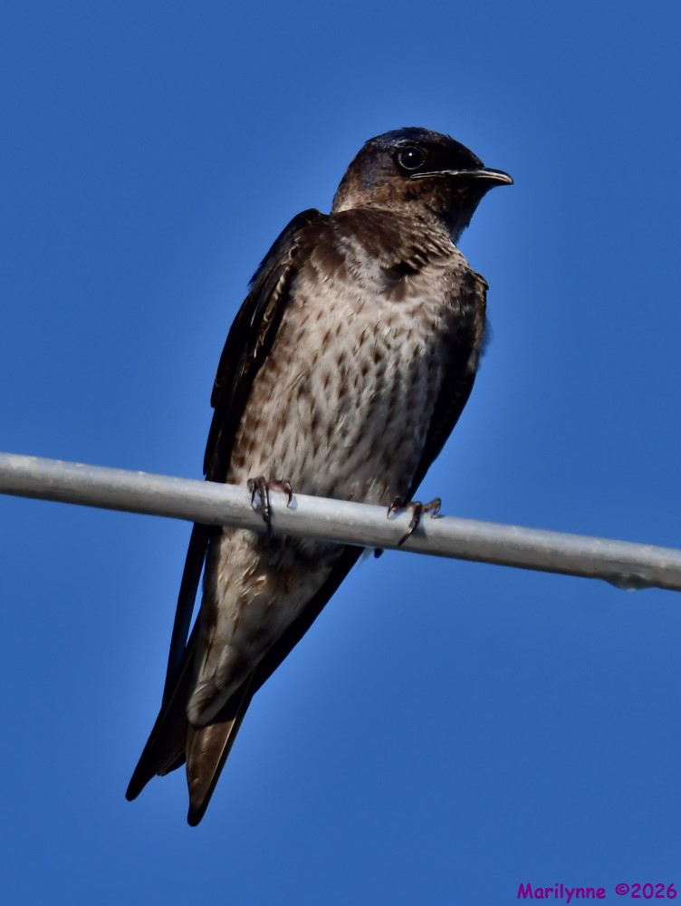 DSC_4389_001.JPG
