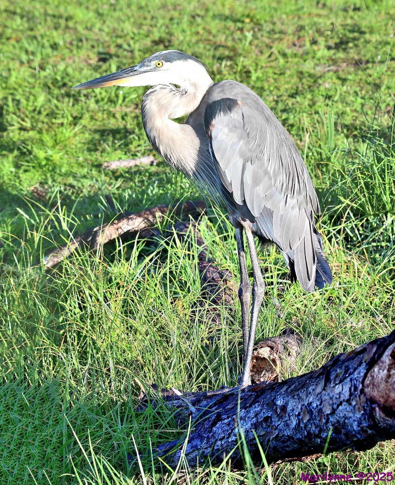 DSC_4389_stitch4_001.JPG