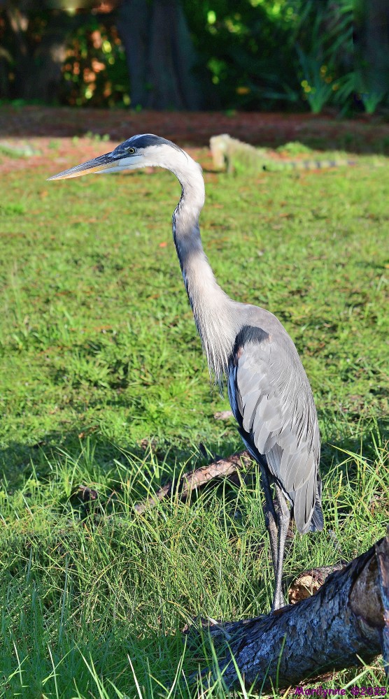 DSC_4393_stitch_001.JPG