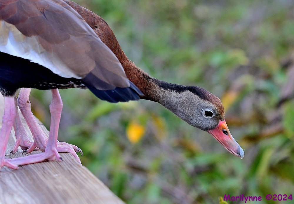 DSC_4394_001.JPG