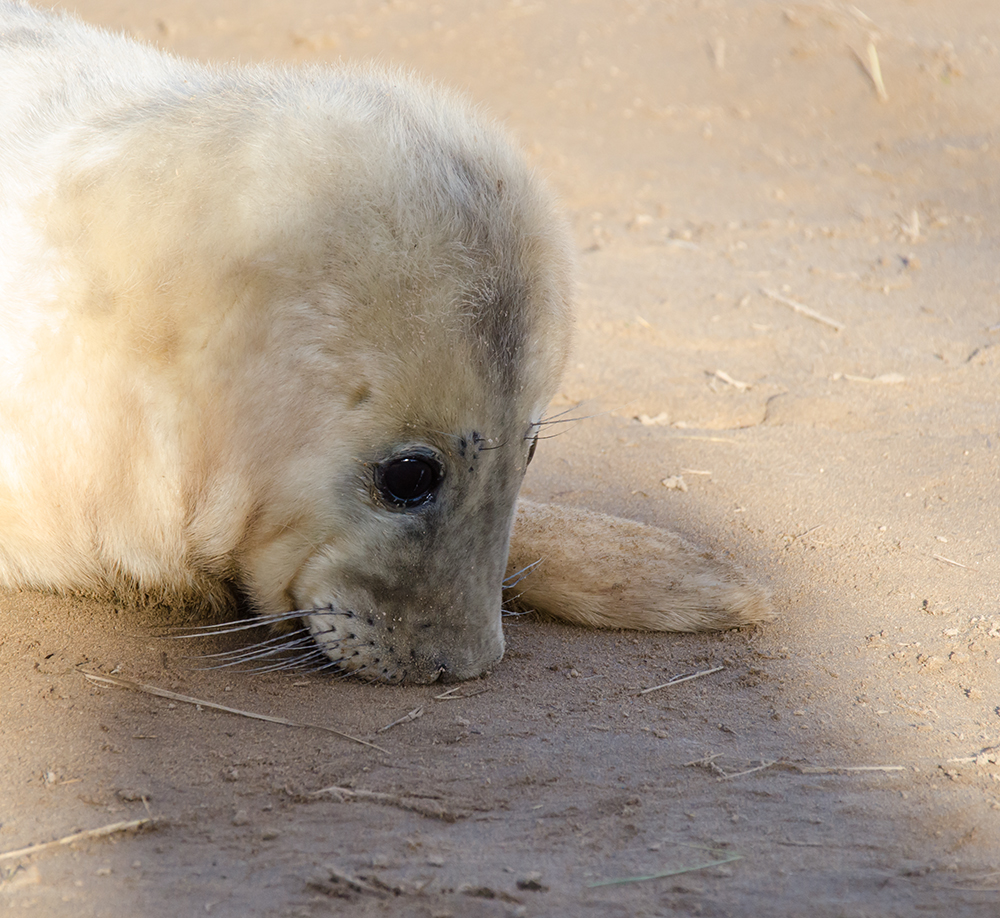 DSC_4395.jpg