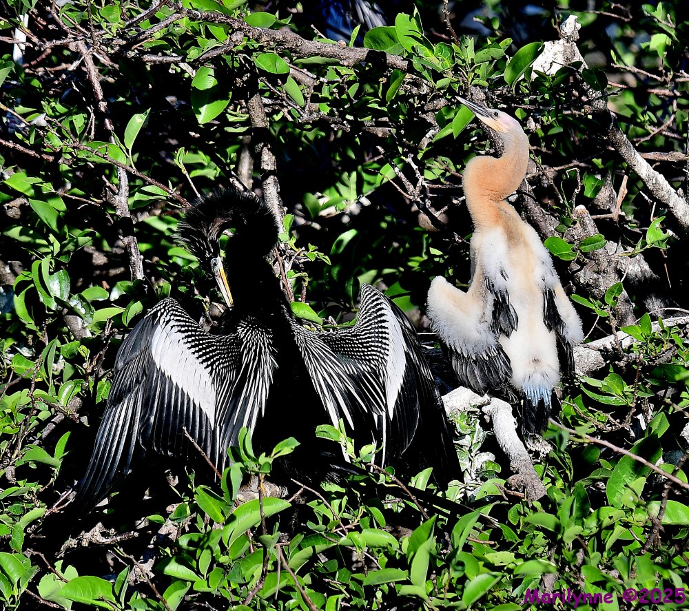 DSC_4397_001.JPG