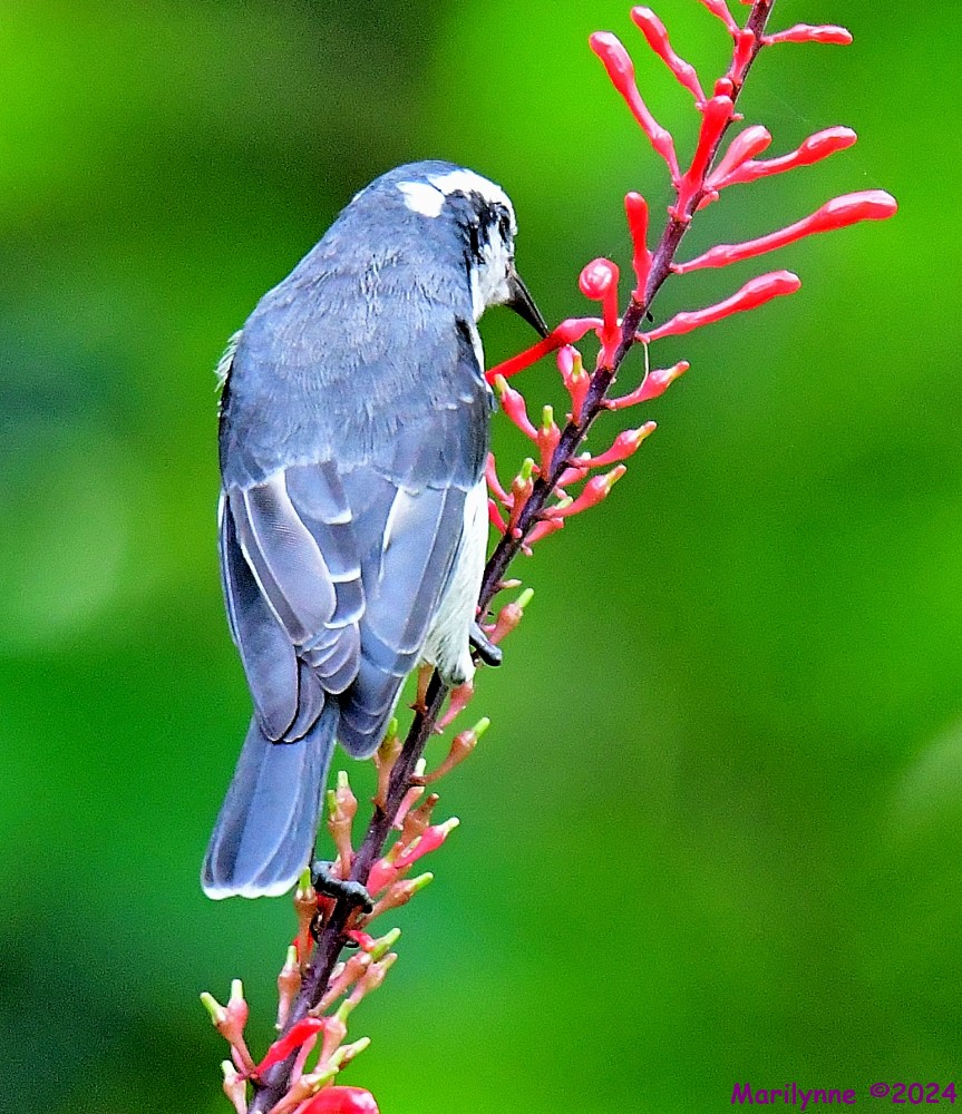 DSC_4398_001.JPG