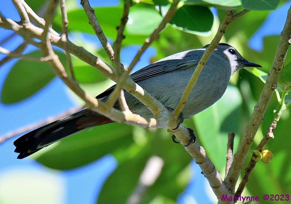 DSC_4399_001.JPG