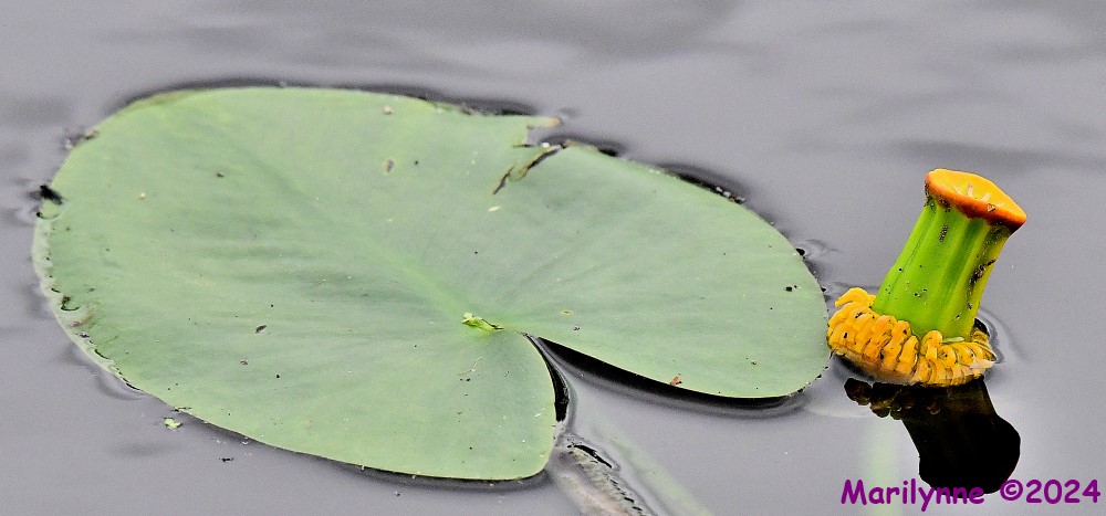 DSC_4400_001.JPG