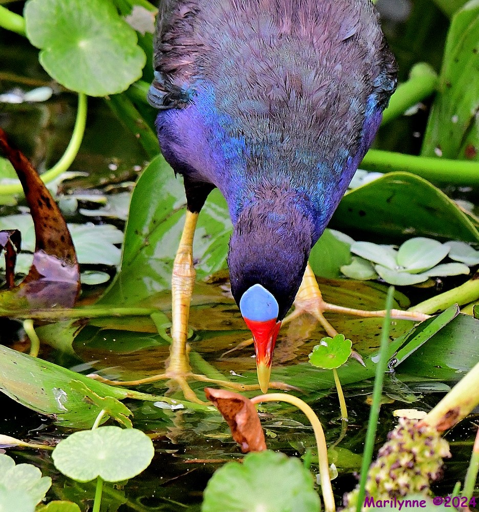 DSC_4400_001.JPG