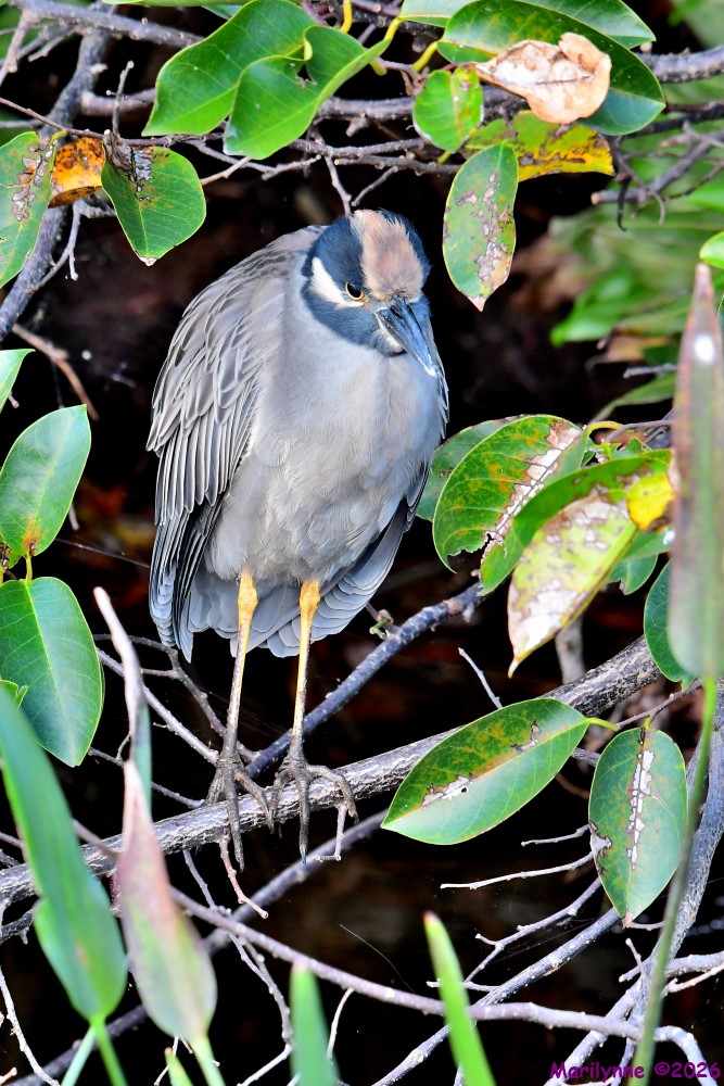 DSC_4400_001.JPG