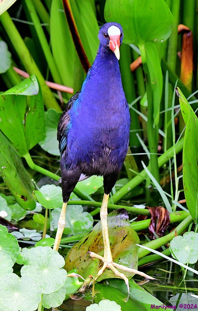 DSC_4404_001.JPG