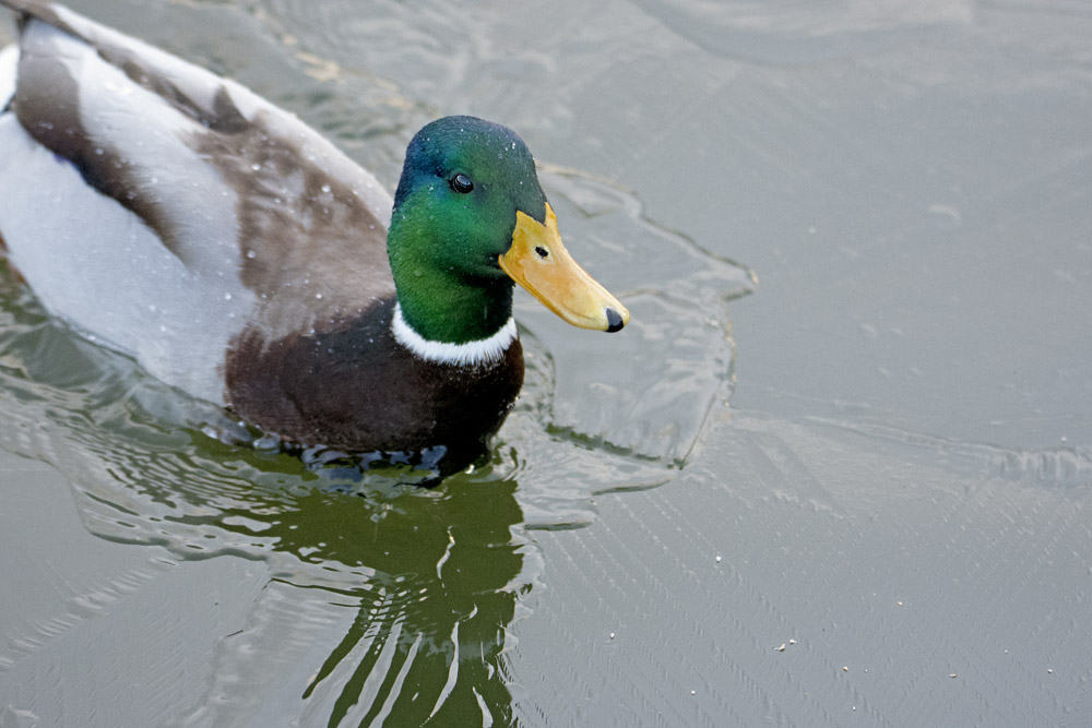 DSC_4406.jpg