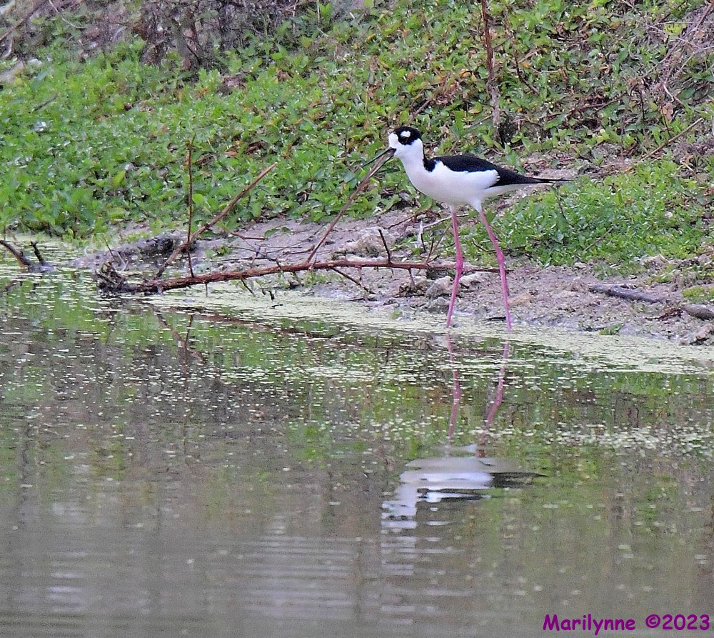 DSC_4406_001.JPG