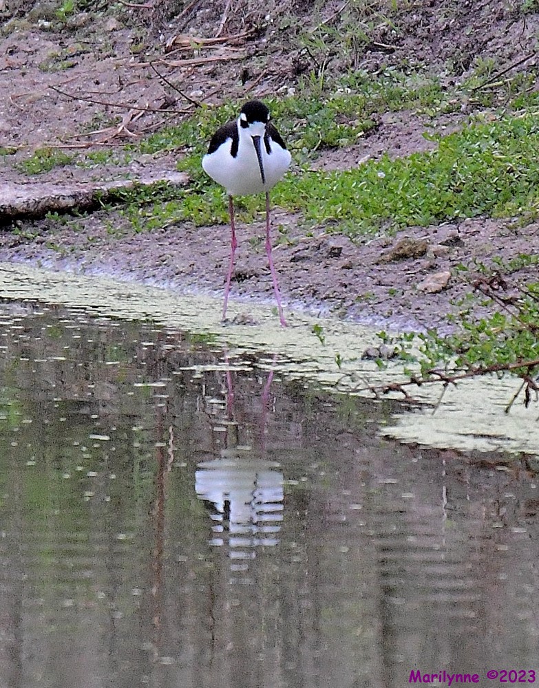 DSC_4410_001.JPG
