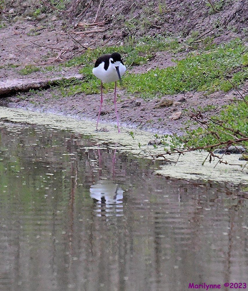 DSC_4411_001.JPG
