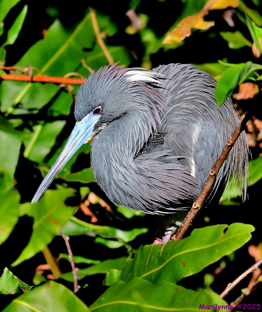 DSC_4411_001.JPG