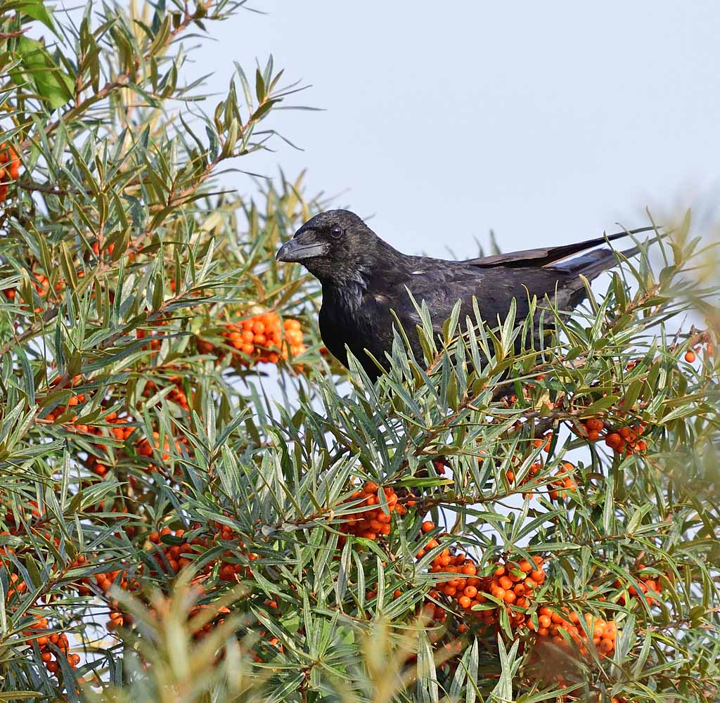 DSC_4412.jpg