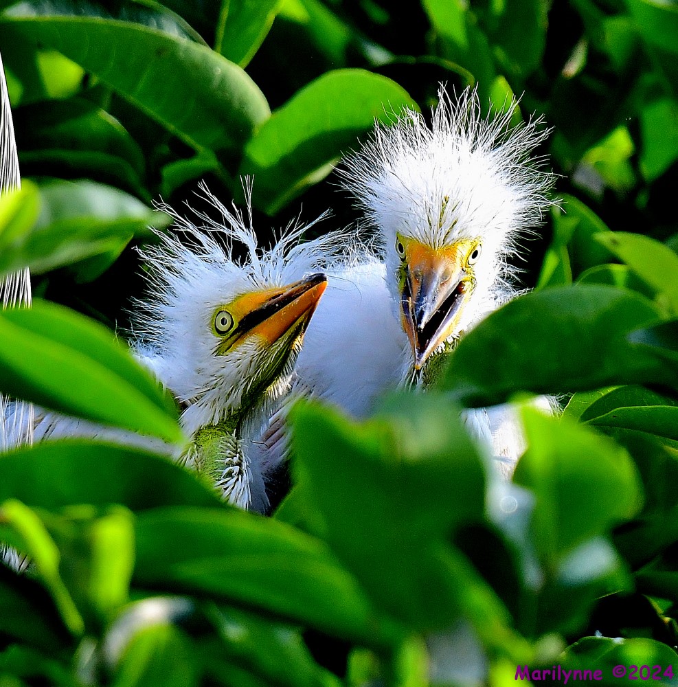 DSC_4412_001.JPG