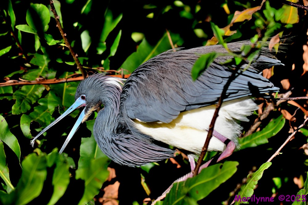 DSC_4412_001.JPG