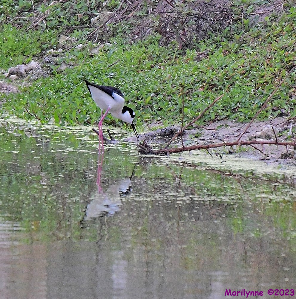 DSC_4413_001.JPG