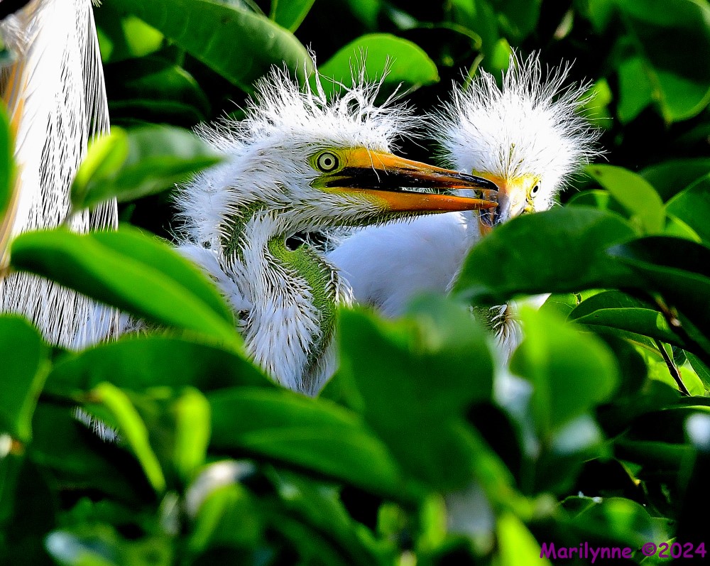DSC_4413_001.JPG