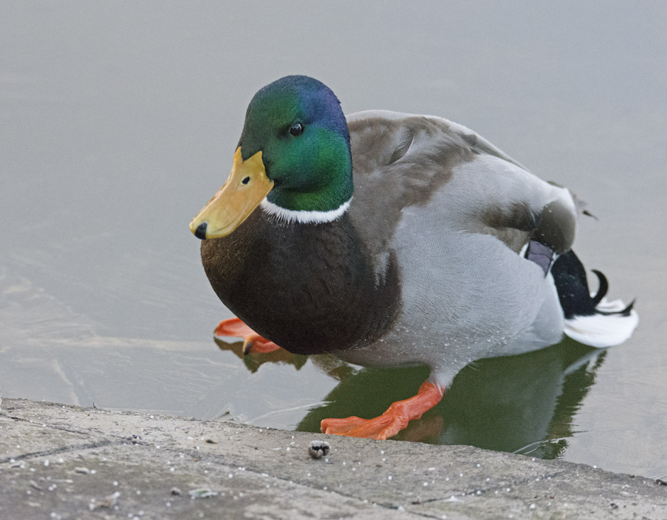 DSC_4414.jpg
