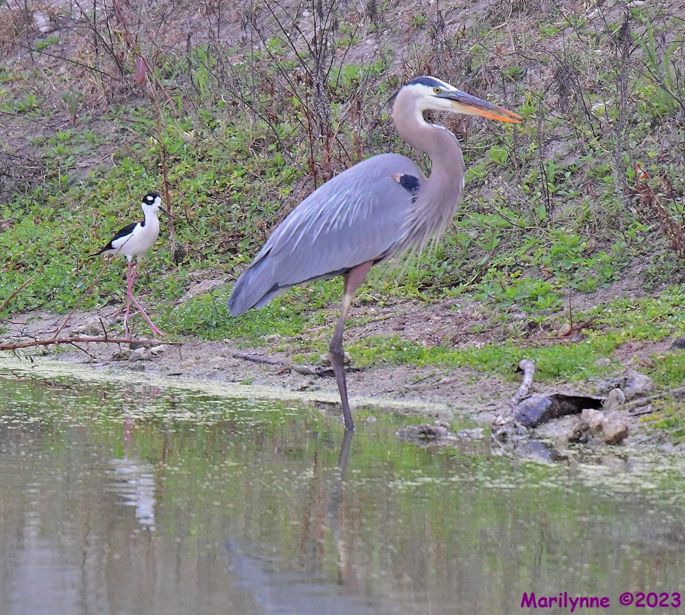 DSC_4416_001.JPG