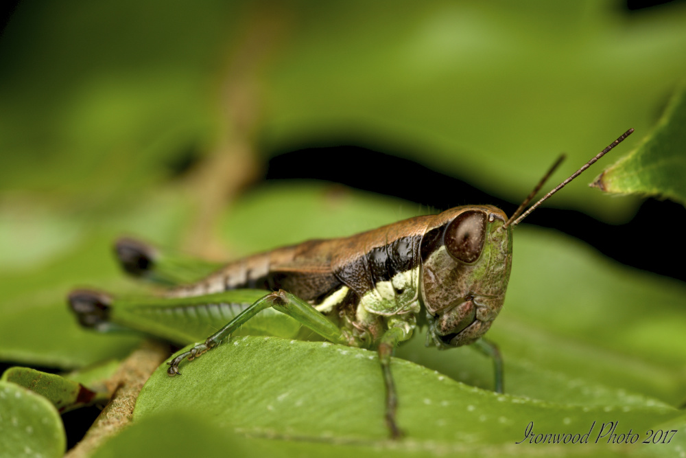 DSC_4417.jpg