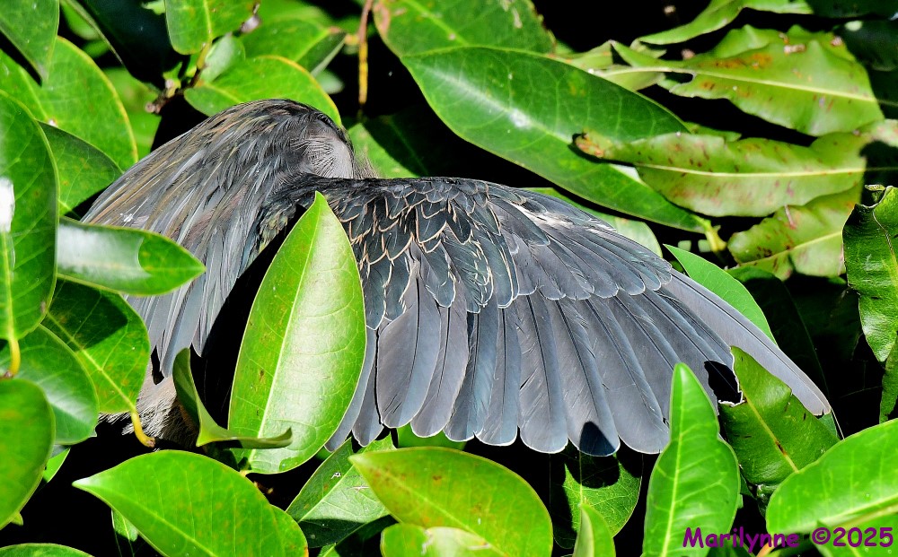 DSC_4417_001.JPG