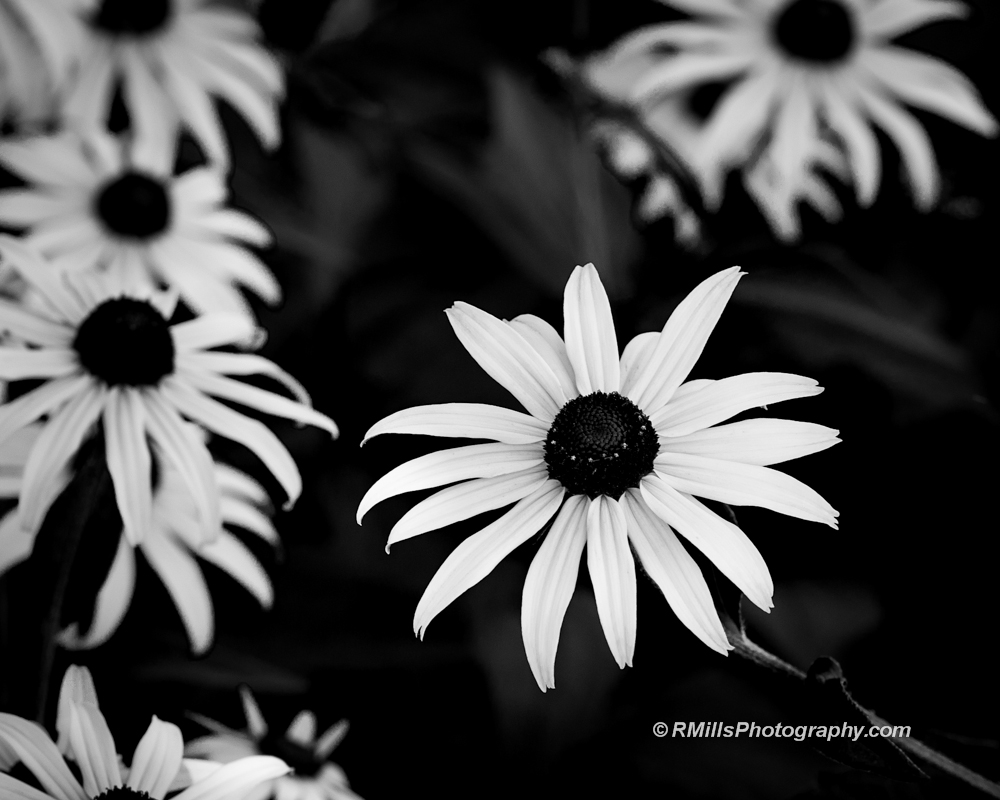 DSC_4419_7154-3.jpg