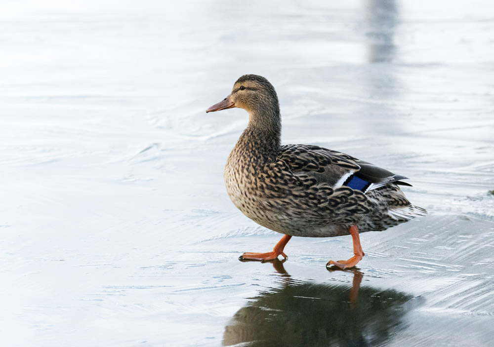 DSC_4420.jpg