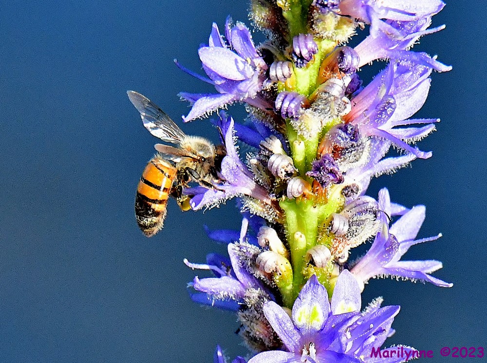 DSC_4421_001.JPG