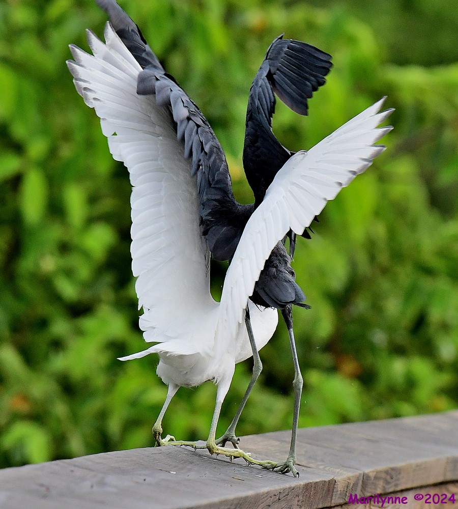 DSC_4423_001.JPG