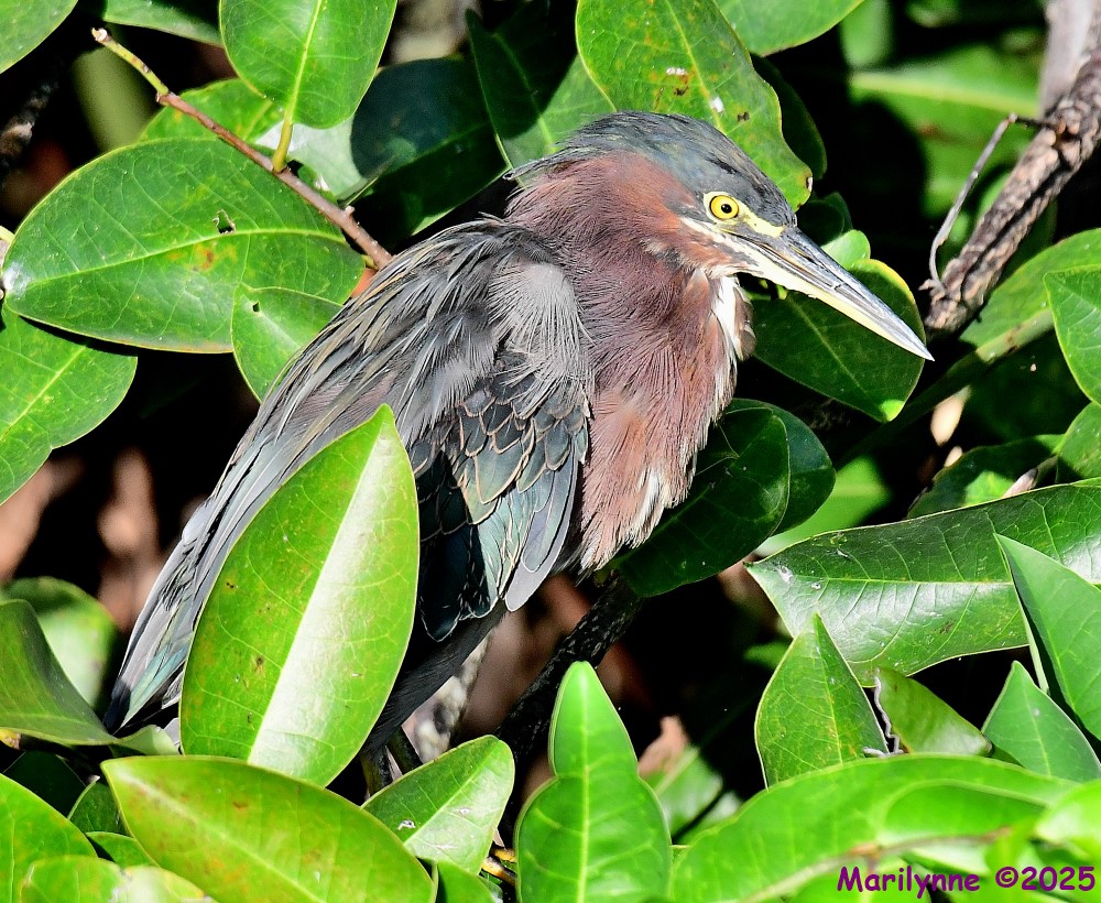 DSC_4423_001.JPG