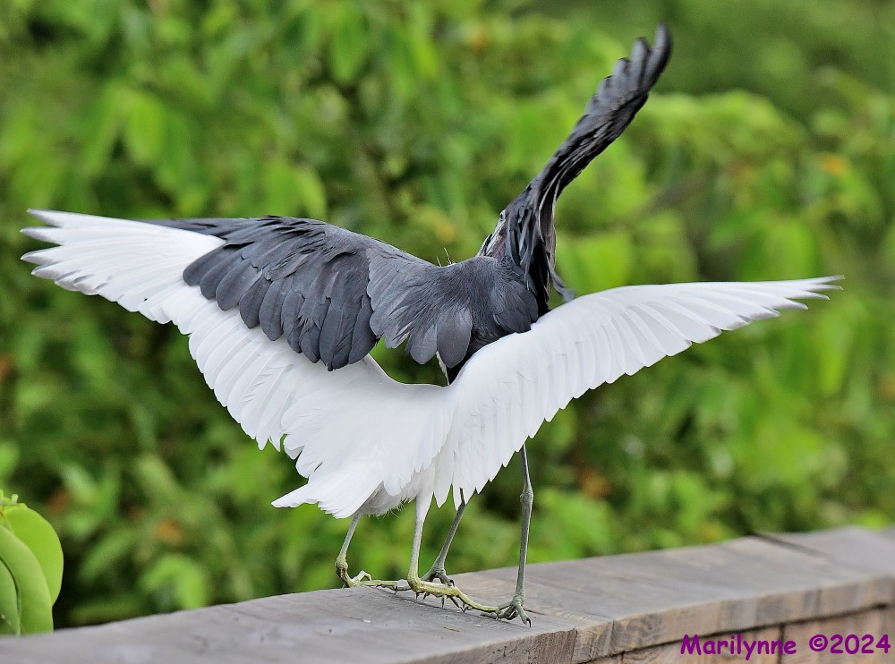 DSC_4424_001.JPG