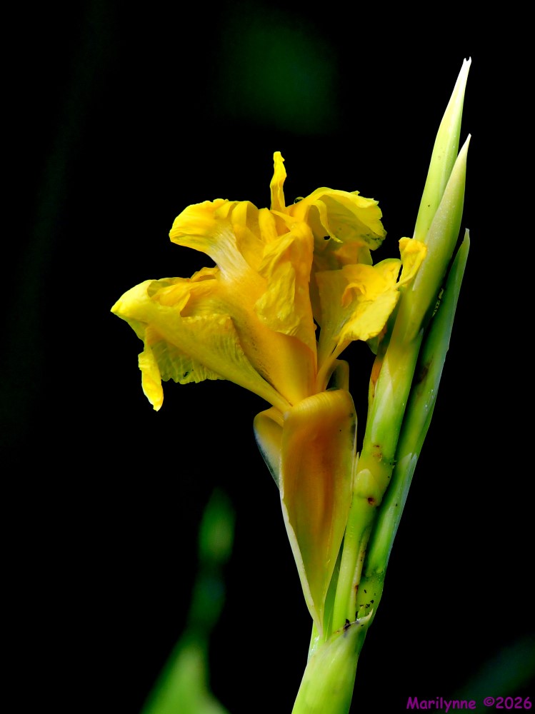 DSC_4424_001.JPG