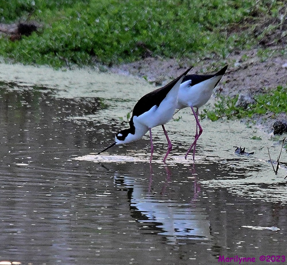 DSC_4428_001.JPG