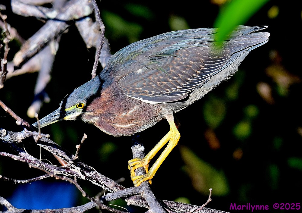 DSC_4428_001.JPG
