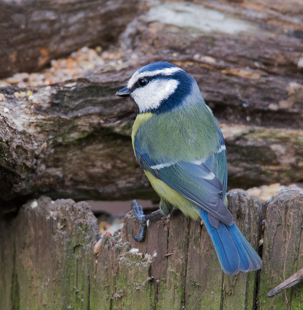 DSC_4429.jpg