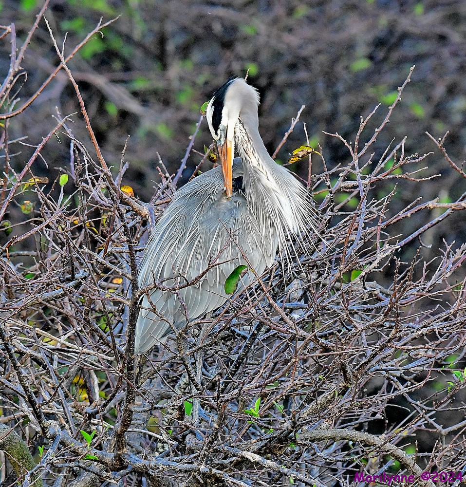 DSC_4429_001.JPG