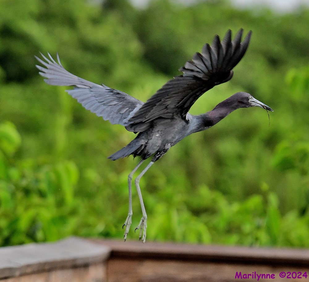 DSC_4429_001.JPG