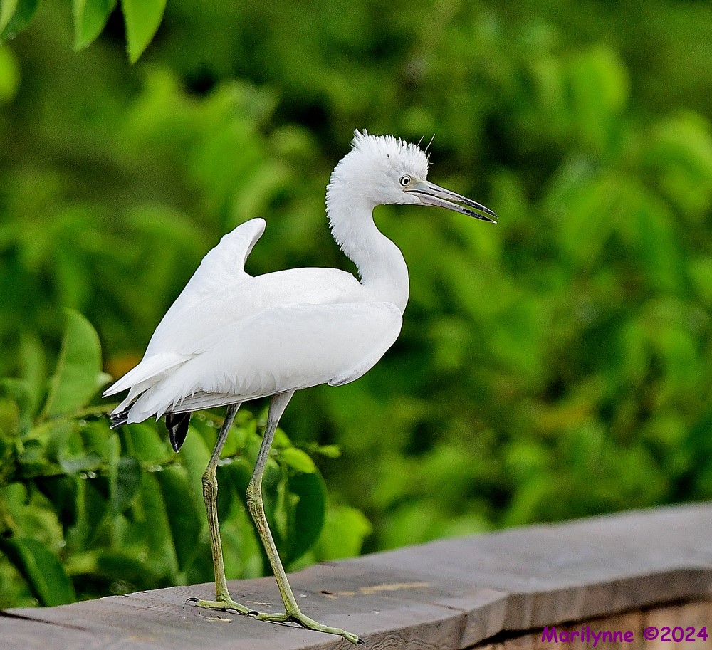 DSC_4433_001.JPG