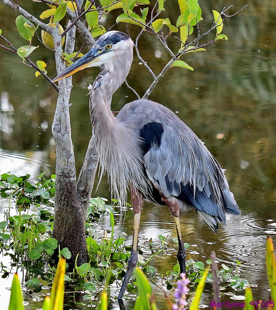 DSC_4433_001.JPG