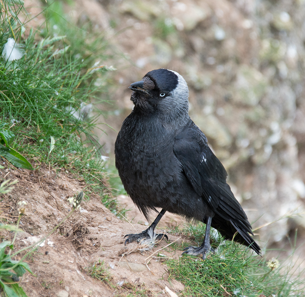 DSC_4434.jpg