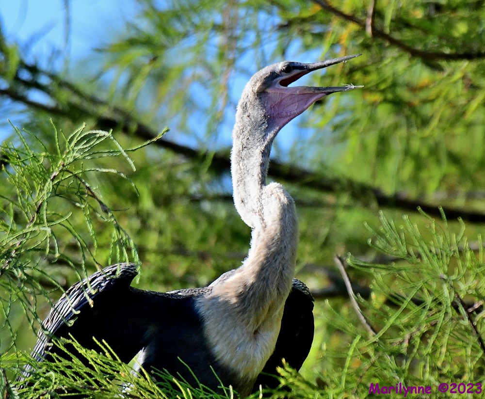 DSC_4434_001.JPG