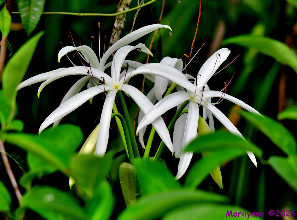 DSC_4434_001.JPG